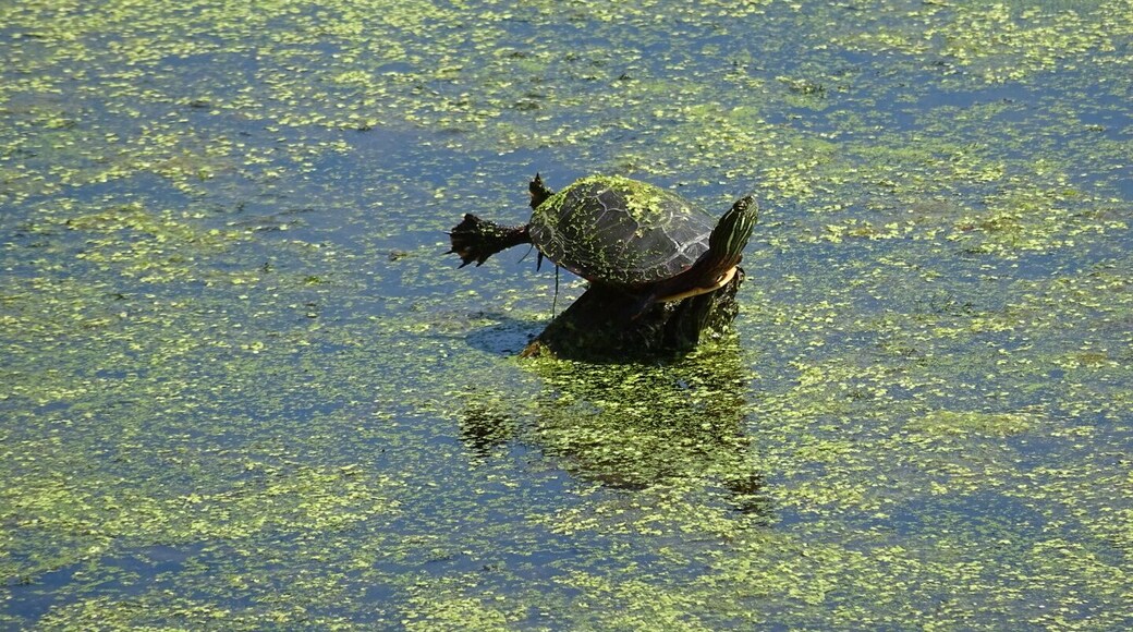A turtle perched precariously on an exposed stump.
Appendages arranged strategically to maximize surface area to soak up the sun.