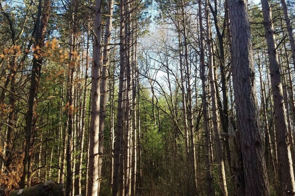 A forest path surrounded by tall trees.