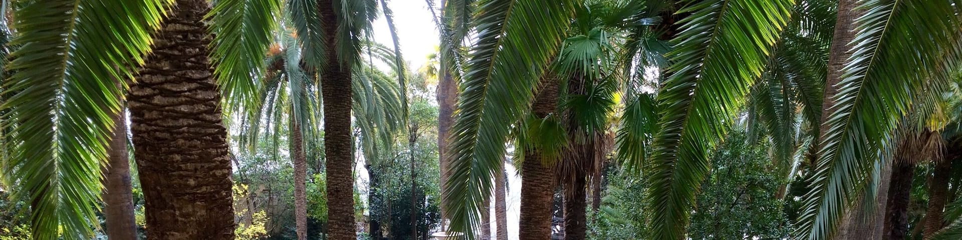 I walked all the way up to find these gardens without really knowing what to expect, but I absolutely loved them! It's said that poet Frederico García Lorca spent quite a bit of time here. There's a grand house surrounded by multiple gardens and fountains. 🌴⛲️🍊It's a rather peaceful spot with overlooks of the city and surprises around every corner. There are plaques displaying local Spanish poetry throughout, and I even found a gang of peacocks wandering around! Definitely plan to spend a lot of time here. Update: there is also a hidden lake with a mini castle on an island in the middle, as well as ducks... 🦆