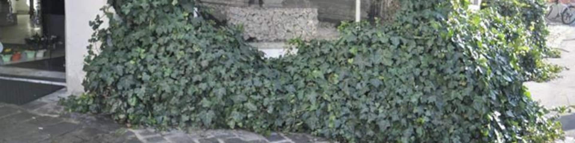 Flower shop in winter!!! Nice!!