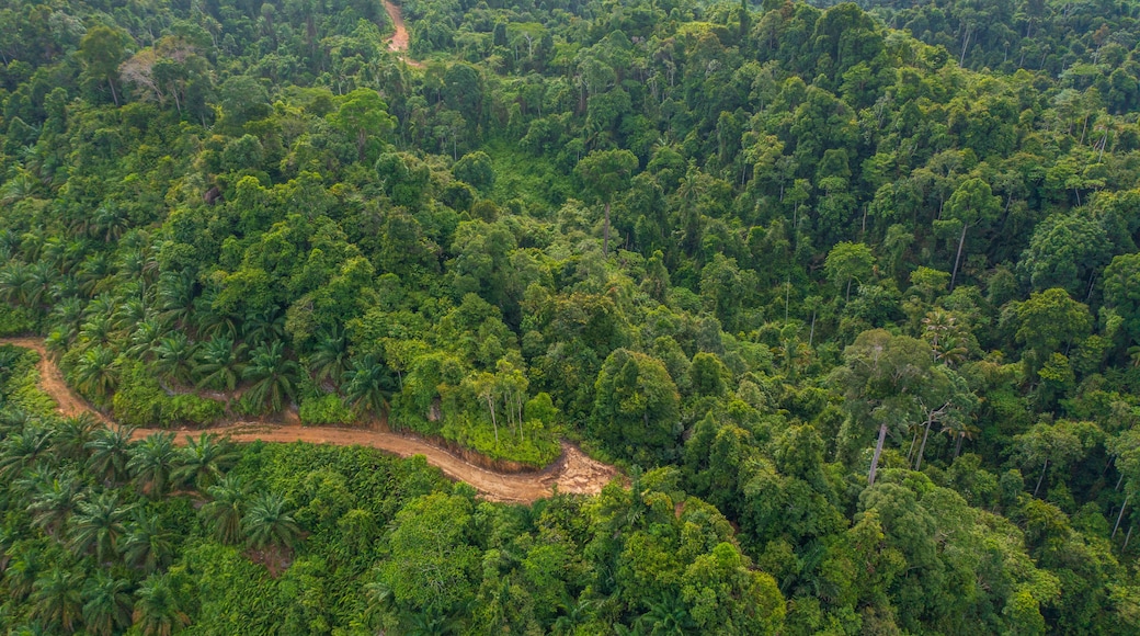 Amazing beautiful nature deep green of virgin rain forest of Sabah, Borneo