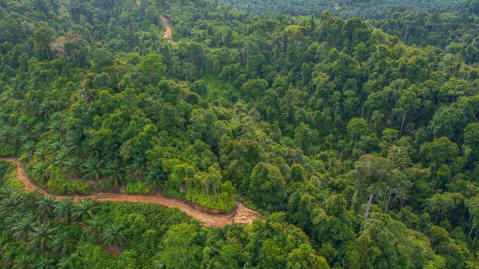 A dense tropical forest with a winding dirt path.