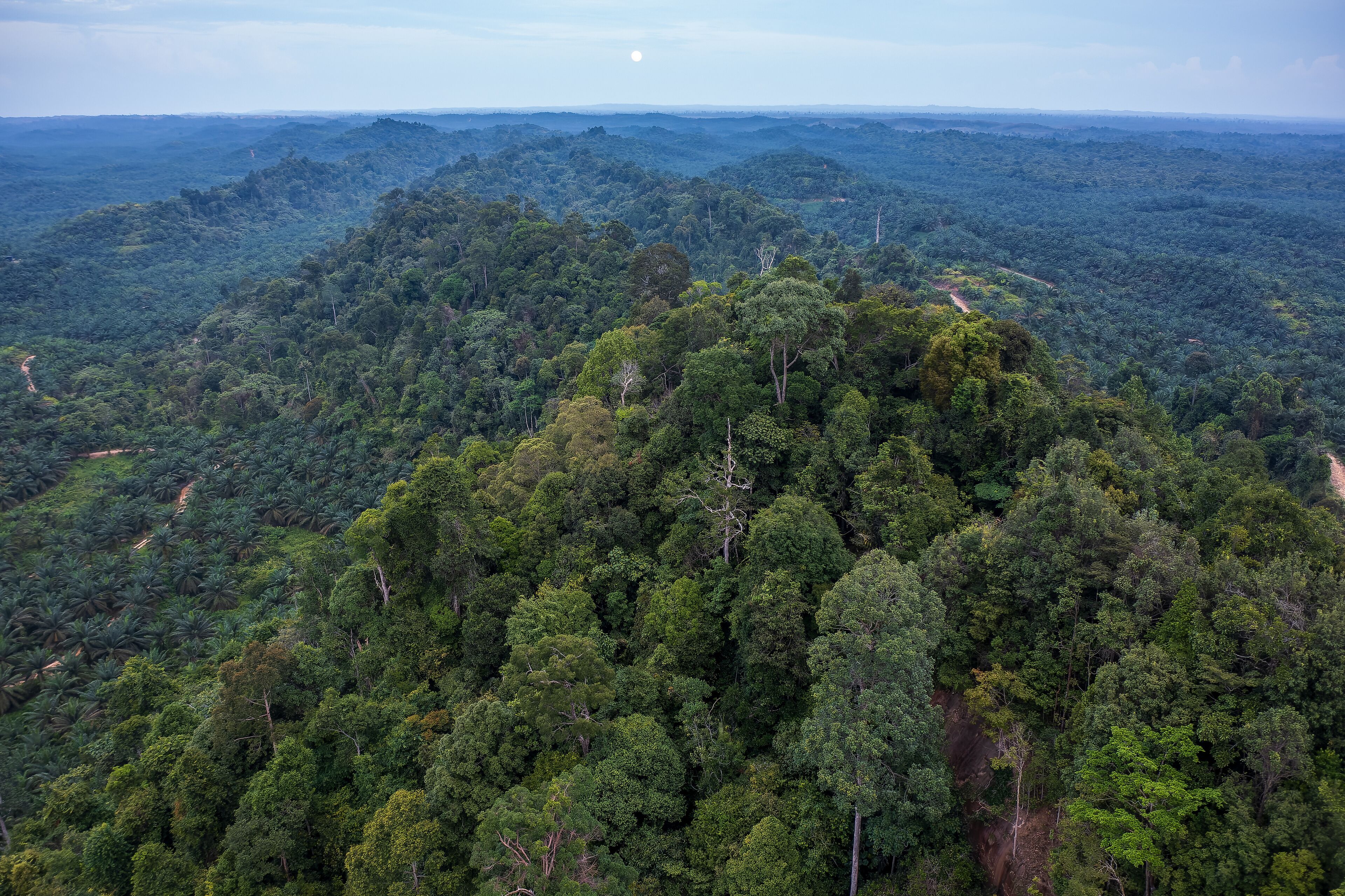 Amazing beautiful nature deep green of virgin rain forest of Sabah, Borneo