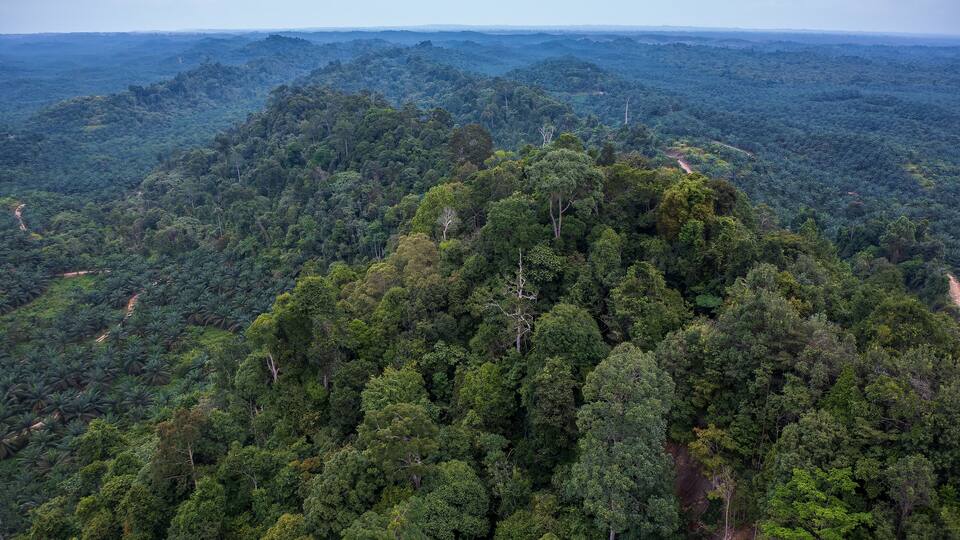 A dense forested mountain range with a winding road.