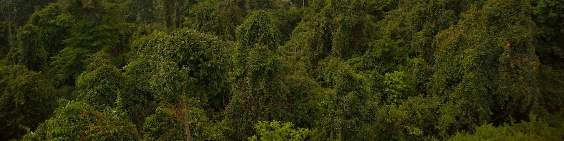 Glimpses of Maliau Basin, Borneo