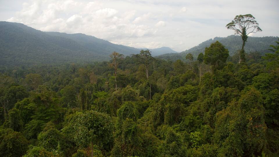 A dense forest with a prominent tree on a hill and distant mountains.