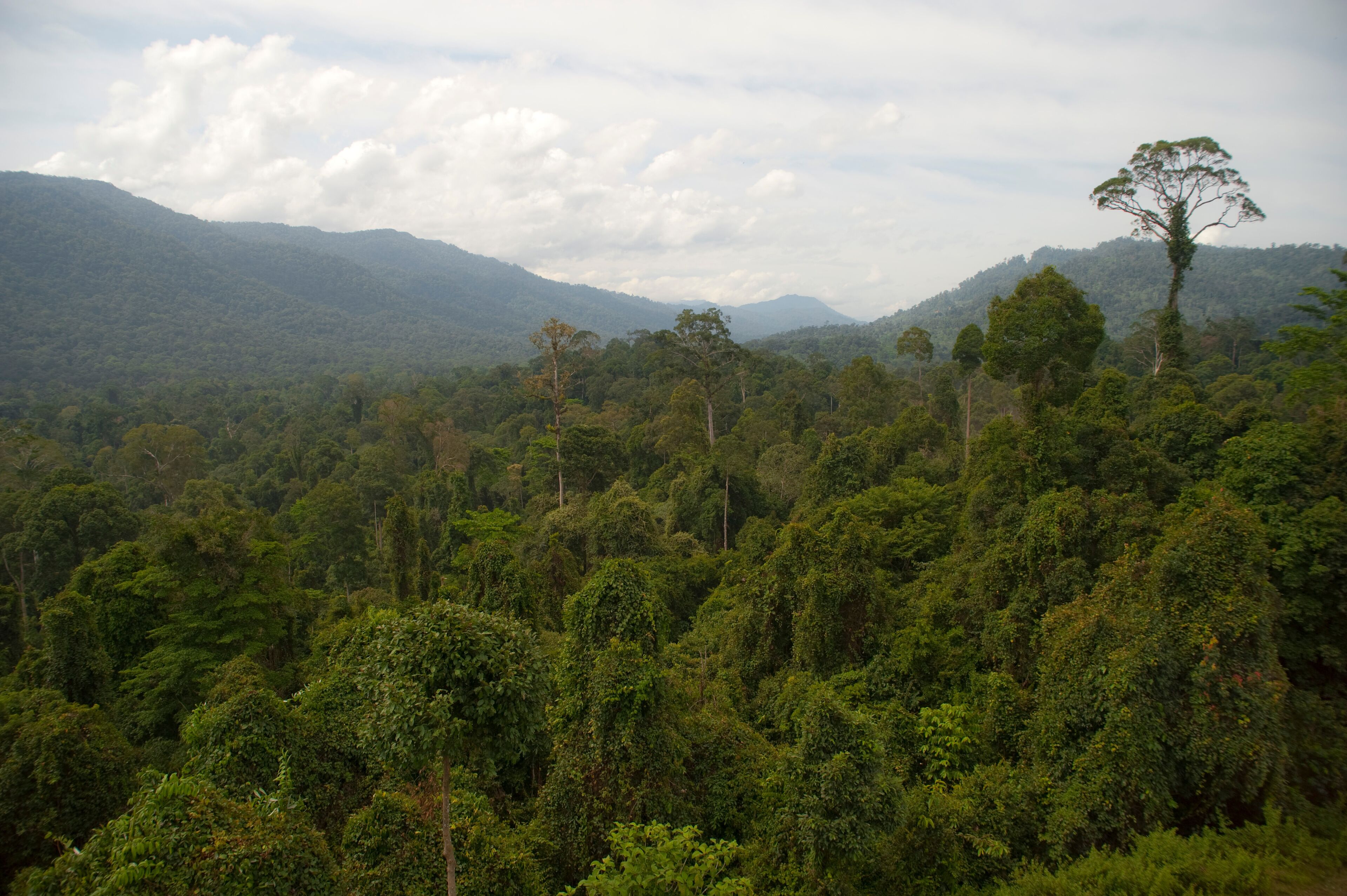 A dense forest with a prominent tree on a hill and distant mountains.