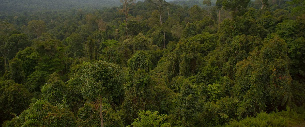 A dense forest with a prominent tree on a hill and distant mountains.