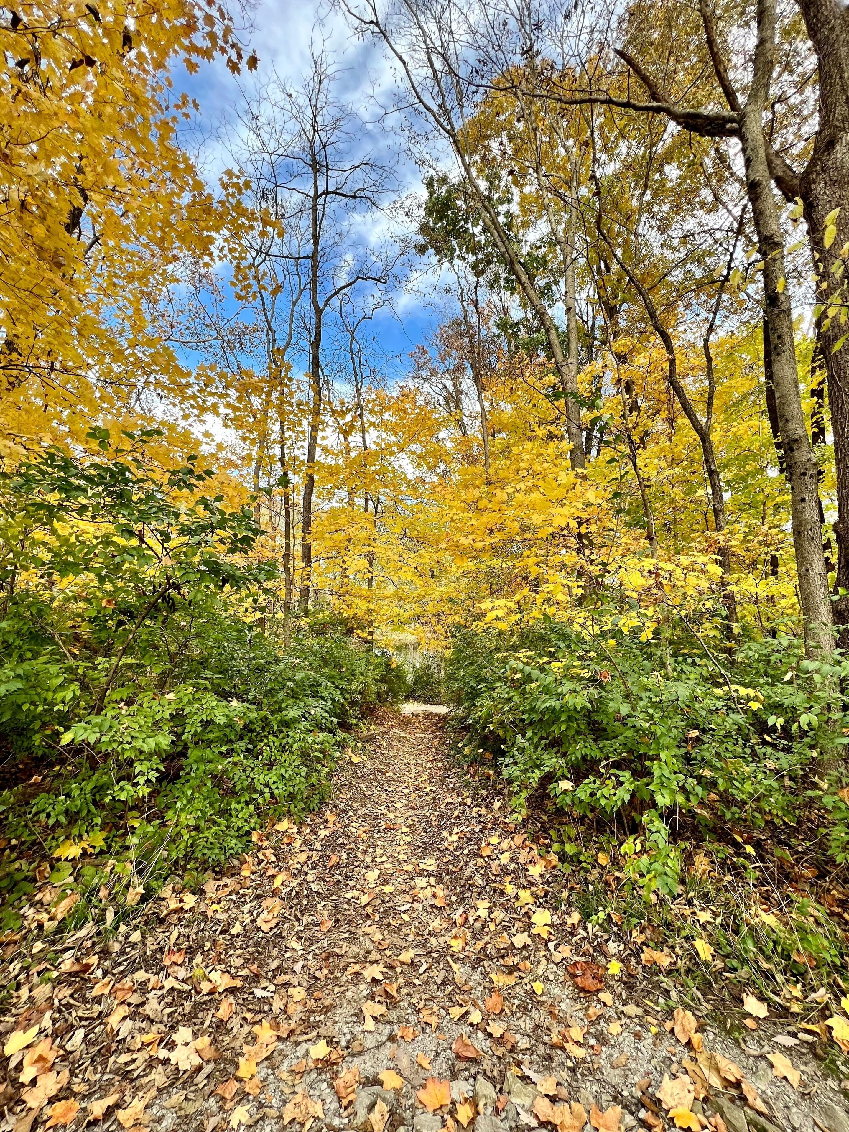 Autumn trees in the forest in Noblesville, Indiana