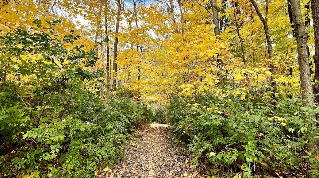 Autumn trees in the forest in Noblesville, Indiana