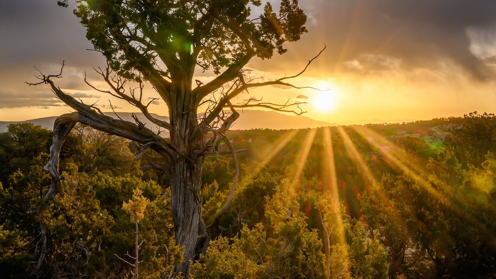 Sunrise in Lincoln National Forest