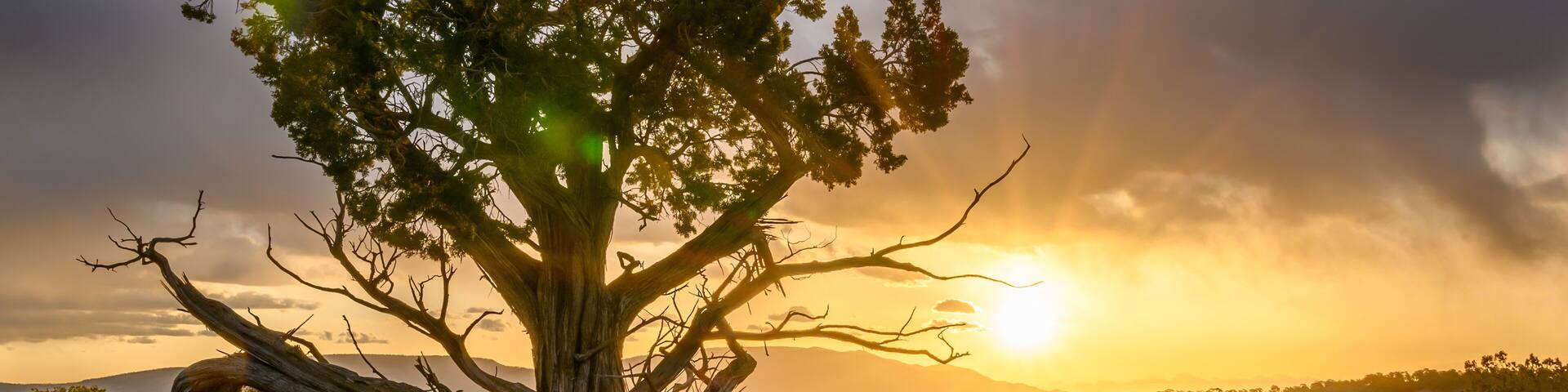 Sunrise in Lincoln National Forest