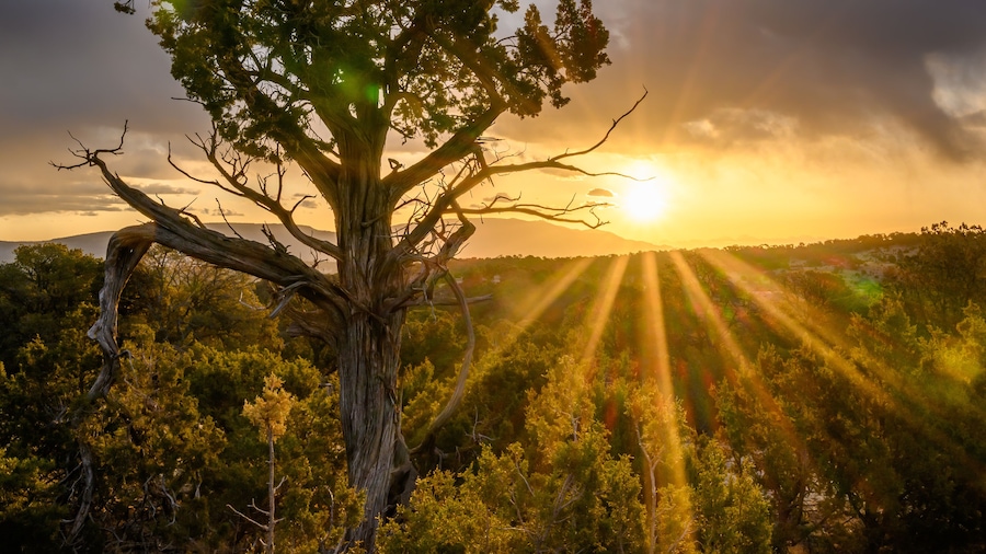Sunrise in Lincoln National Forest