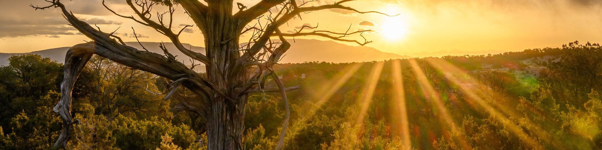 Sunrise in Lincoln National Forest
