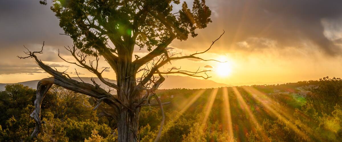 A large tree with a twisted trunk and branches, set against a backdrop of a sunset with rays of light piercing through the clouds.