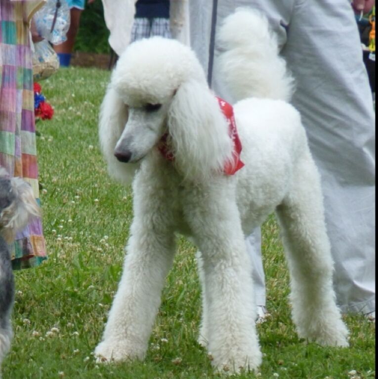 Poodle parade at Parisian Promenade, Tangiers Garden