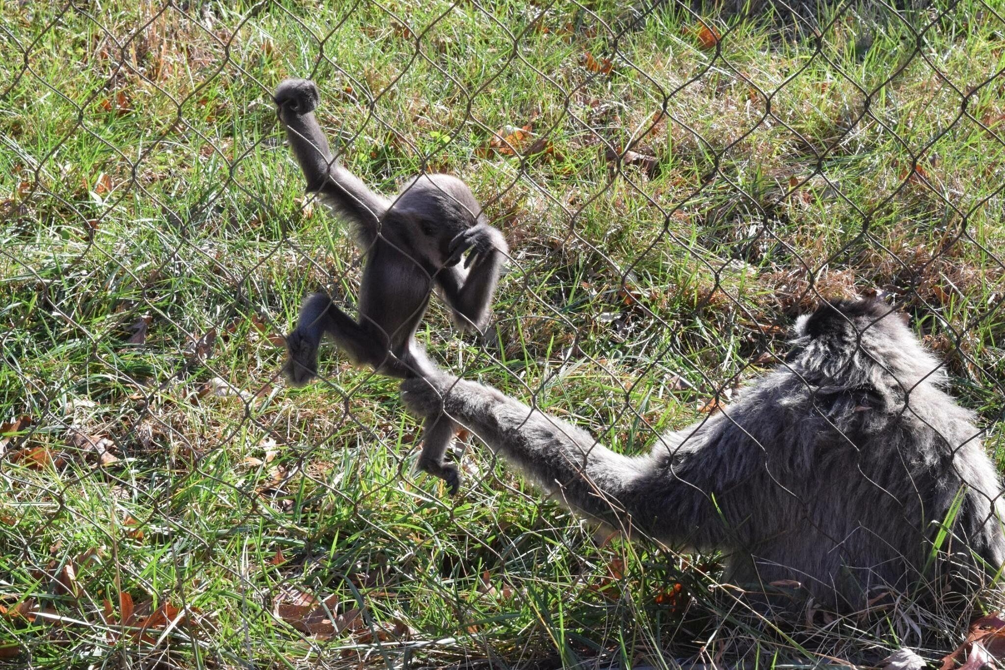 This 5-month-old Javan Gibbons was trying to explore, but mamma knows best seeing as the baby could have fit right through that fence! It was really cool watching the two of them interact!
