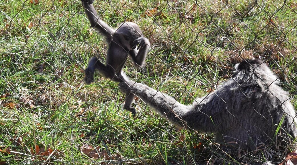 This 5-month-old Javan Gibbons was trying to explore, but mamma knows best seeing as the baby could have fit right through that fence! It was really cool watching the two of them interact!