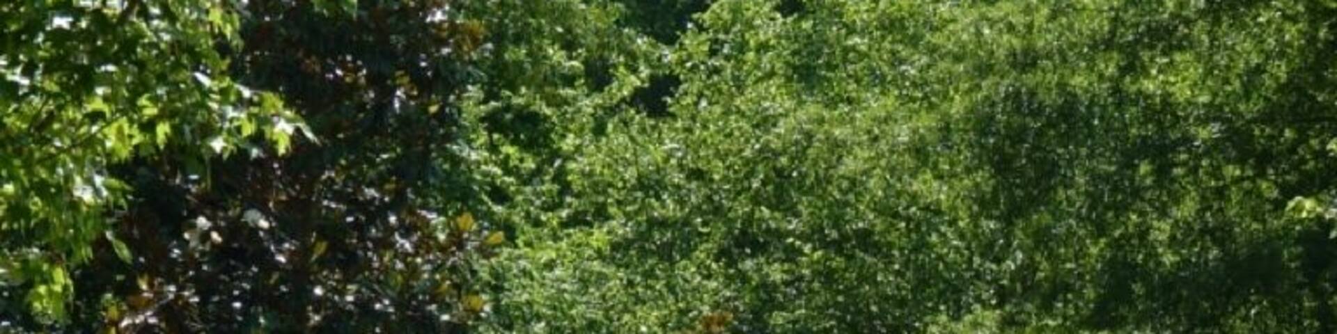 Chess game at Tangiers Garden