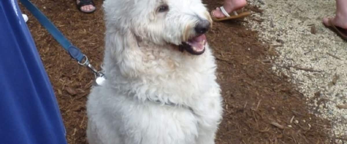 Poodle parade, Tangiers Garden