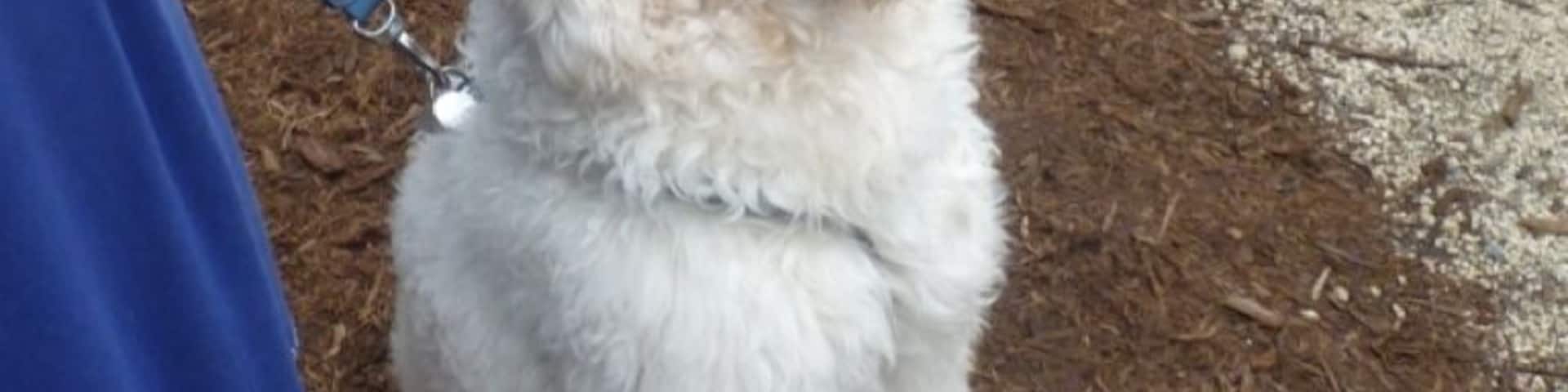 Poodle parade, Tangiers Garden