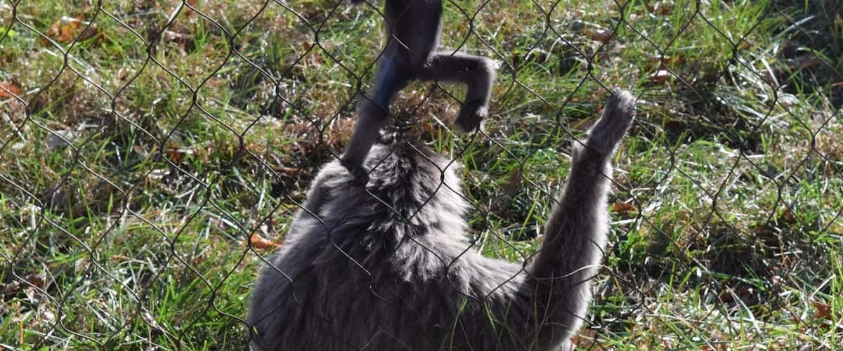 This 5-month-old Javan Gibbons was having lots of fun practicing her climbing with mamma's supervision.
