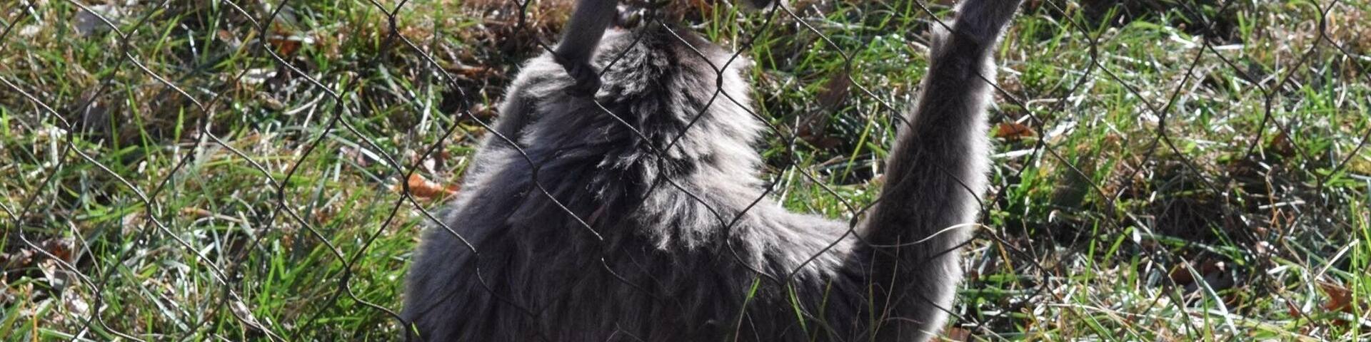 This 5-month-old Javan Gibbons was having lots of fun practicing her climbing with mamma's supervision.