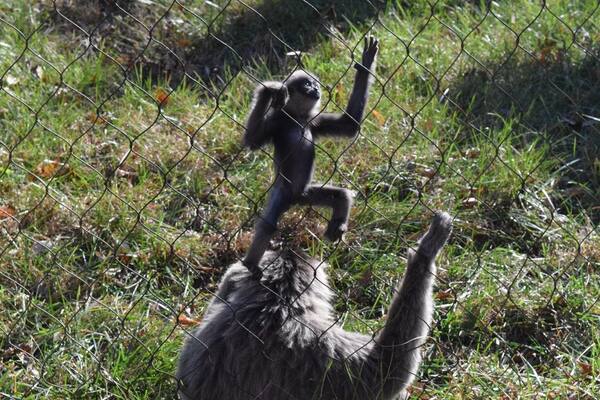 This 5-month-old Javan Gibbons was having lots of fun practicing her climbing with mamma's supervision.