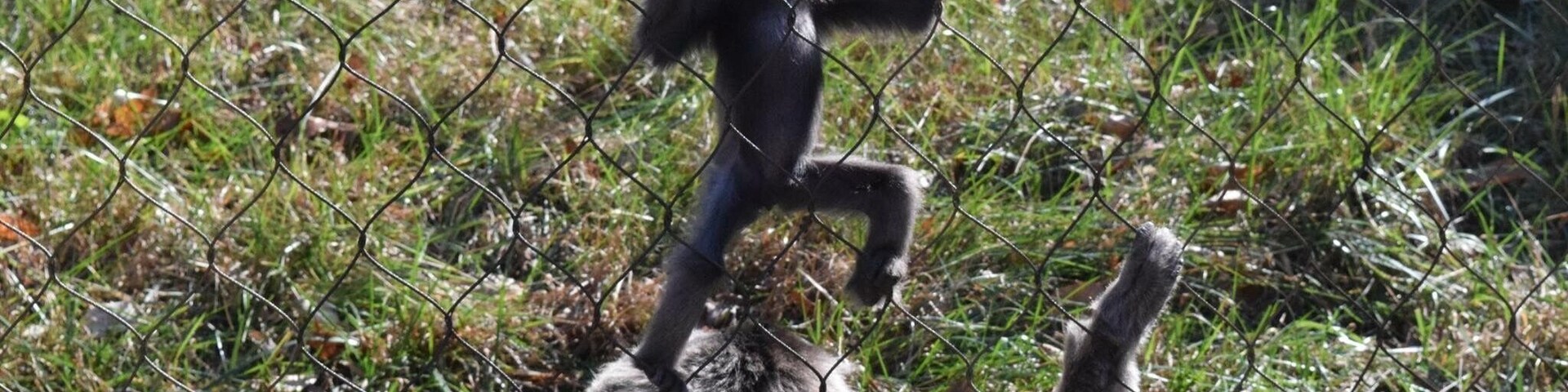 This 5-month-old Javan Gibbons was having lots of fun practicing her climbing with mamma's supervision.