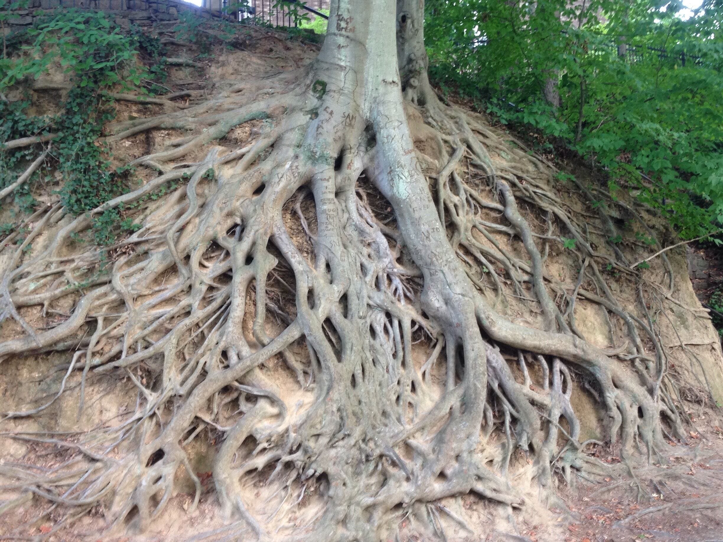 Interesting tree. Half the roots visible but still growing strong. 