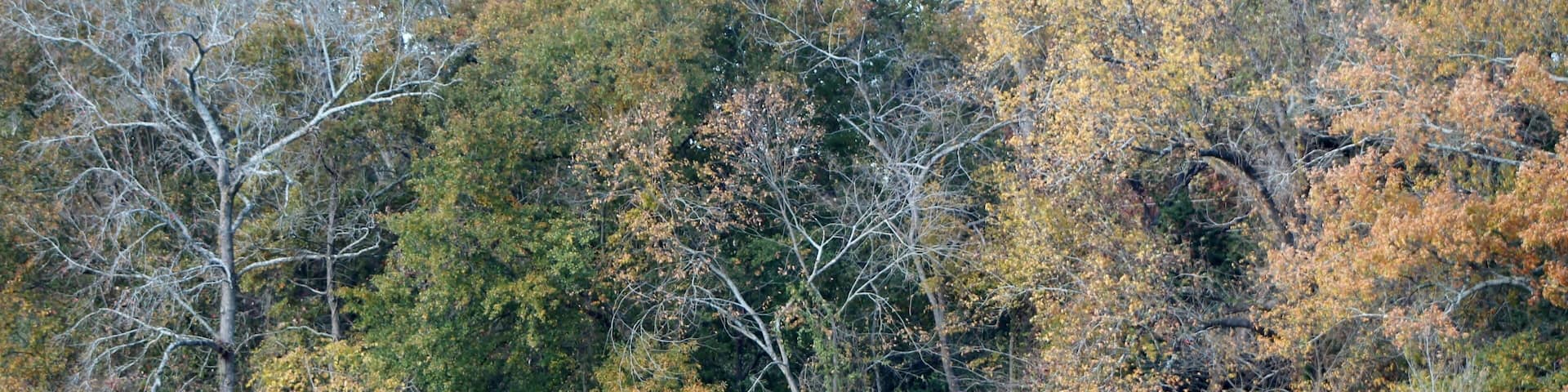 covered bridge on a pond