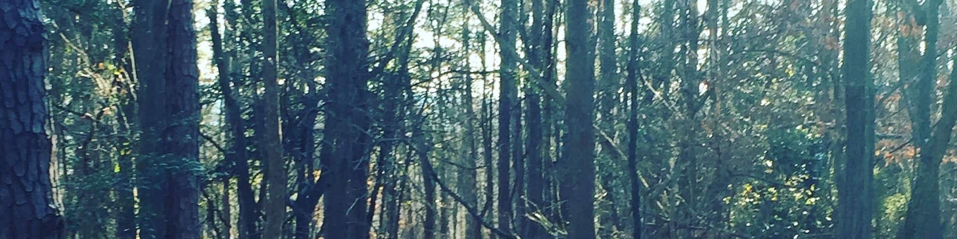 Seeking that new trail...