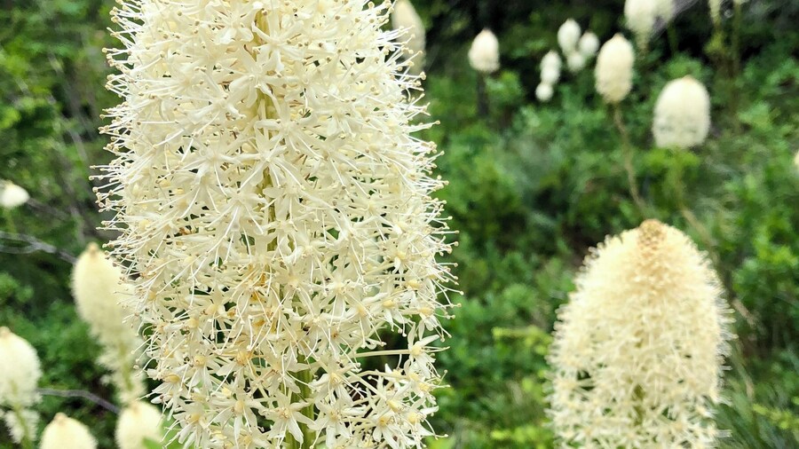 Dancing with the wild flowers of Washington! #adventure