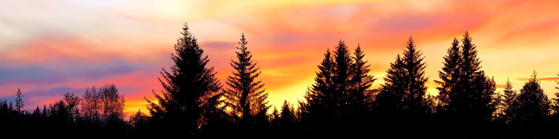 Panorama of a colorful sunset behind silhouetted forest trees in Alaska