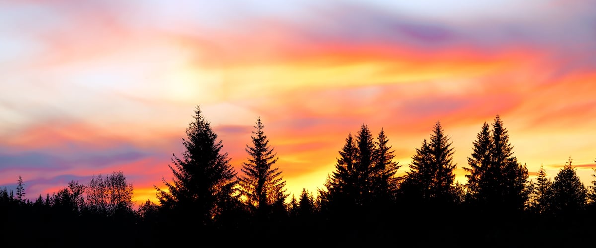 A forest with tall evergreen trees silhouetted against a colorful sunset sky.