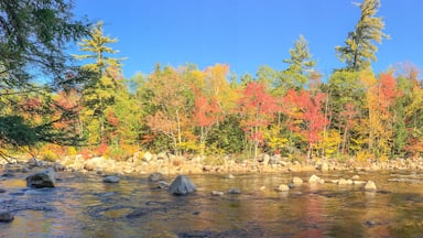 Creek and trees in New England in foliage season, panoramic view