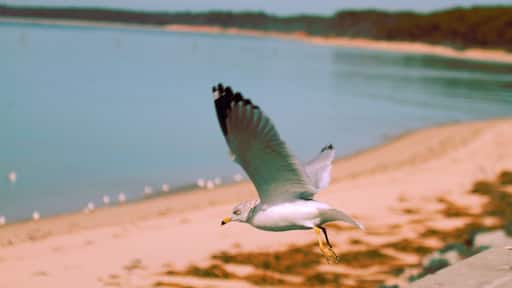 a ring billed gull is flying over a beach by the Chesapeake bay. This seagull is native to east coast of north america.