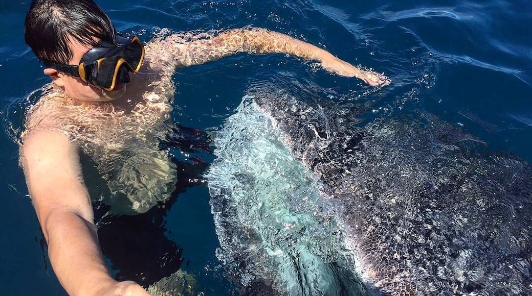 #travel #wildlife #animals #whaleshark
Swimming with whale sharks in #Gorontalo was one of the most thrilling and amazing thing I've done in life.
These majestic gentle giants passed by nearby ocean as part of their migration route. The young whale sharks often swam near the shore near the fisherman villages to eat fish or shrimp scraps that are thrown by the local fishermen into the ocean
For a small fee local fishermen are willing to take you to meet these gentle giants with their and if you are brave enough you can even try going into the water to swim and take picture with them.
Just remember to avoid touching them if you can since they are still technically wild life and can easily get stressed from human interaction :)
