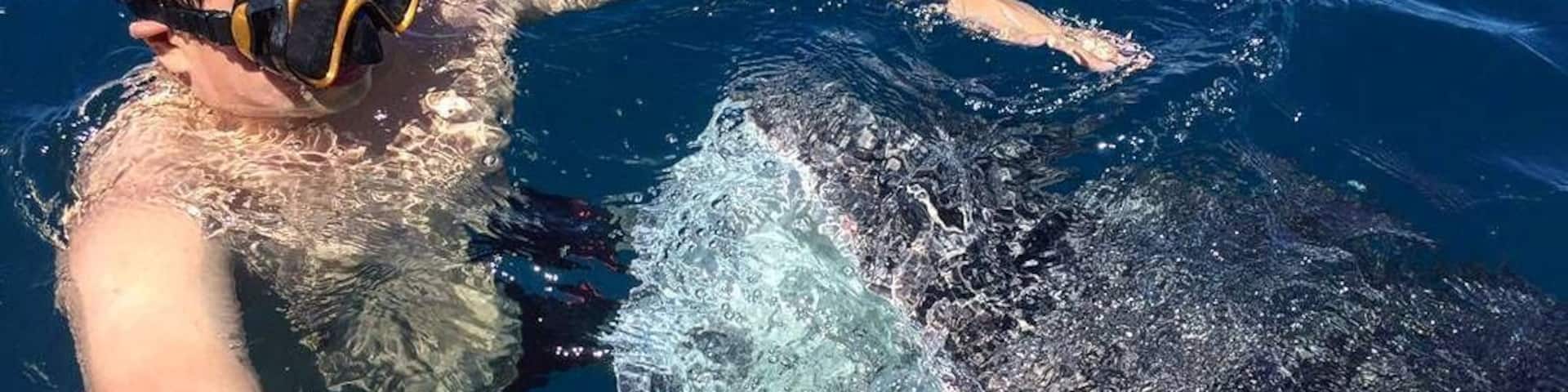 #travel #wildlife #animals #whaleshark
Swimming with whale sharks in #Gorontalo was one of the most thrilling and amazing thing I've done in life.
These majestic gentle giants passed by nearby ocean as part of their migration route. The young whale sharks often swam near the shore near the fisherman villages to eat fish or shrimp scraps that are thrown by the local fishermen into the ocean
For a small fee local fishermen are willing to take you to meet these gentle giants with their and if you are brave enough you can even try going into the water to swim and take picture with them.
Just remember to avoid touching them if you can since they are still technically wild life and can easily get stressed from human interaction :)