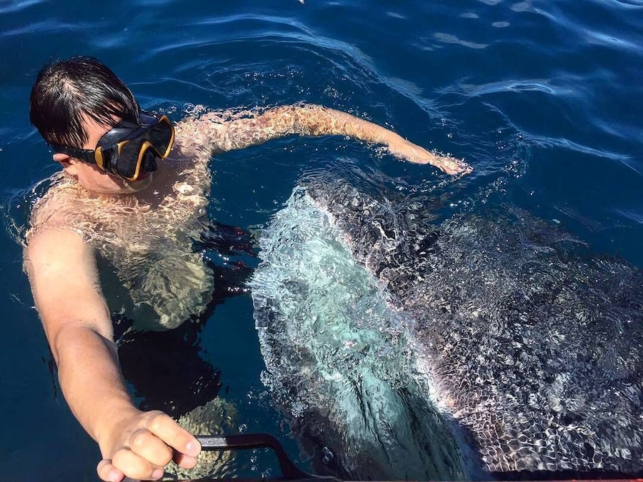 #travel #wildlife #animals #whaleshark
Swimming with whale sharks in #Gorontalo was one of the most thrilling and amazing thing I've done in life.
These majestic gentle giants passed by nearby ocean as part of their migration route. The young whale sharks often swam near the shore near the fisherman villages to eat fish or shrimp scraps that are thrown by the local fishermen into the ocean
For a small fee local fishermen are willing to take you to meet these gentle giants with their and if you are brave enough you can even try going into the water to swim and take picture with them.
Just remember to avoid touching them if you can since they are still technically wild life and can easily get stressed from human interaction :)