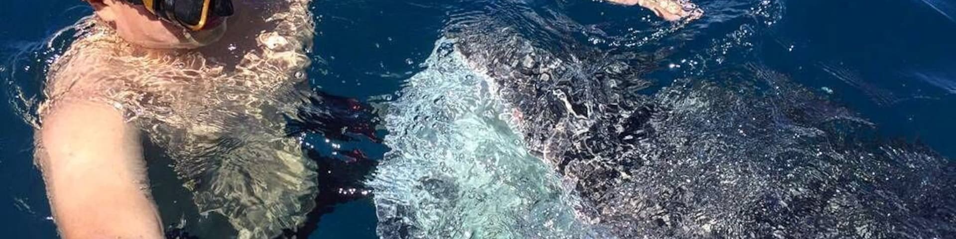 #travel #wildlife #animals #whaleshark
Swimming with whale sharks in #Gorontalo was one of the most thrilling and amazing thing I've done in life.
These majestic gentle giants passed by nearby ocean as part of their migration route. The young whale sharks often swam near the shore near the fisherman villages to eat fish or shrimp scraps that are thrown by the local fishermen into the ocean
For a small fee local fishermen are willing to take you to meet these gentle giants with their and if you are brave enough you can even try going into the water to swim and take picture with them.
Just remember to avoid touching them if you can since they are still technically wild life and can easily get stressed from human interaction :)