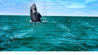 A whale breaching the ocean surface.