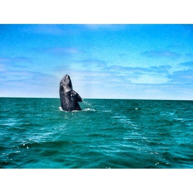 Scammon's Lagoon is the place where whales go breed and mate from Dec-April every year. A bit difficult to reach but well worth it. Whales get so close you can look at them straight in the eye.
I used Malarrimo Tours for the boat arrangements. #Waterlust