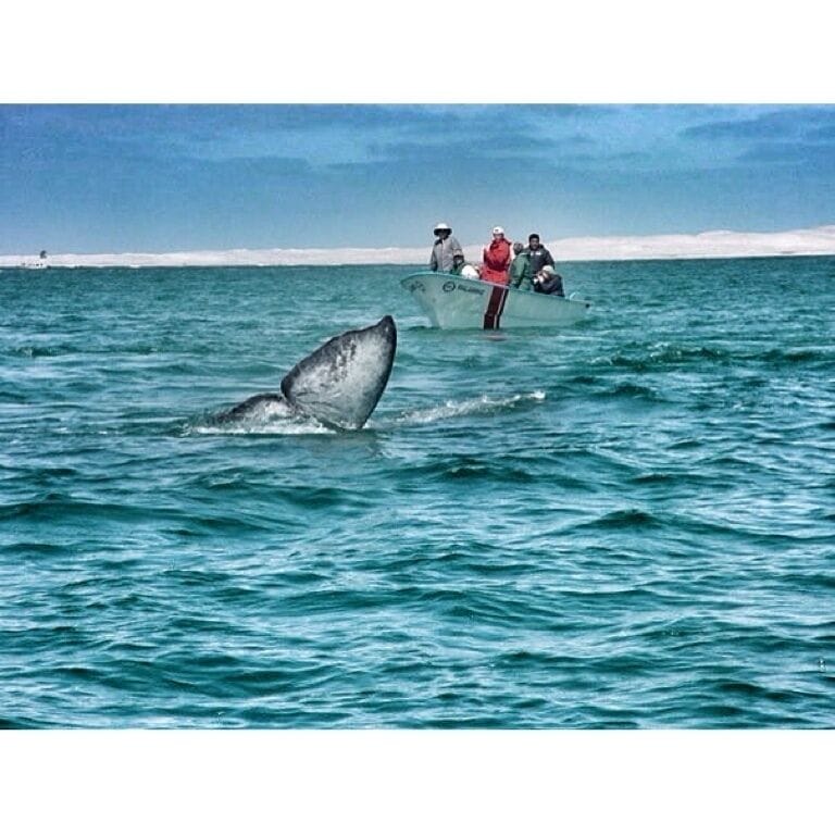 Scammon's Lagoon is the place where whales go breed and mate from Dec-April every year. A bit difficult to reach but well worth it. Whales get so close you can look at them straight in the eye.
I used Malarrimo Tours for the boat arrangements. #Waterlust