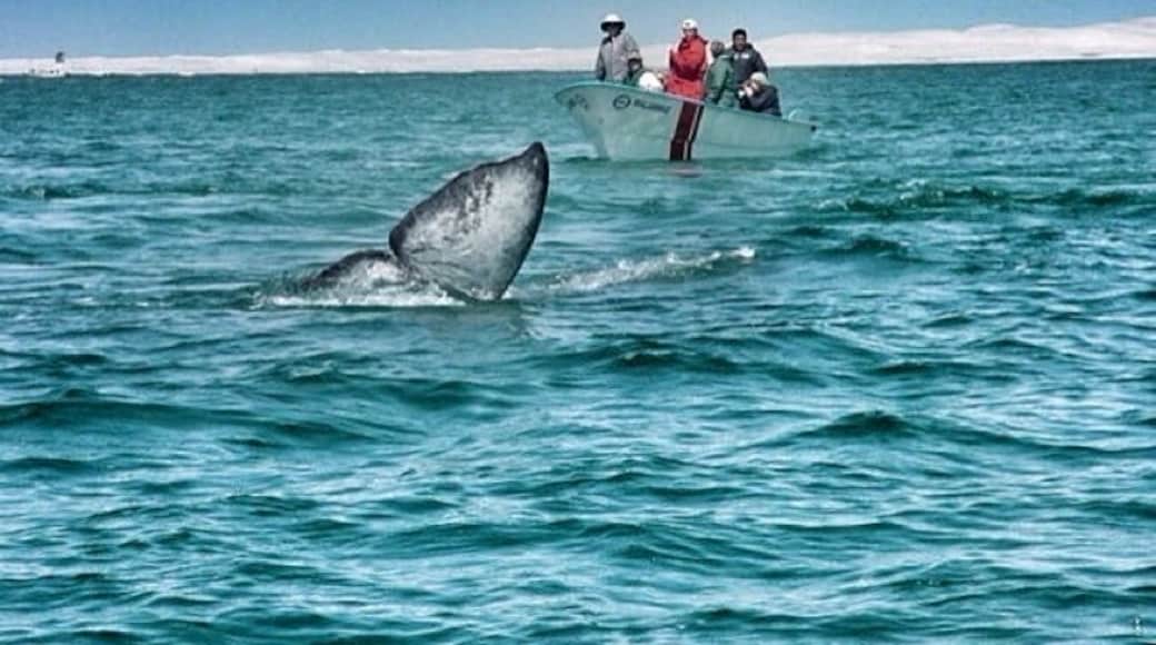 Scammon's Lagoon is the place where whales go breed and mate from Dec-April every year. A bit difficult to reach but well worth it. Whales get so close you can look at them straight in the eye.
I used Malarrimo Tours for the boat arrangements. #Waterlust