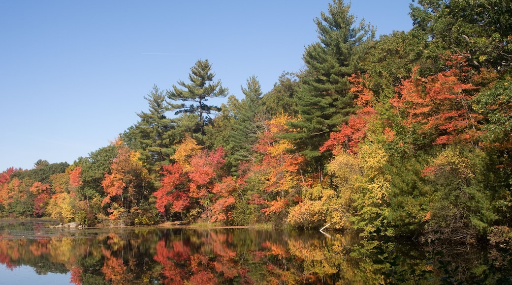 Harold Parker State Park, Andove, MA in the fall