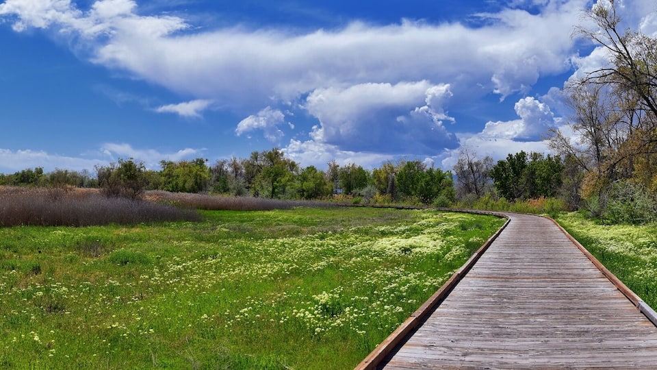 A wooden boardwalk through a field with wildflowers, a forest, and snow-capped mountains in the distance.