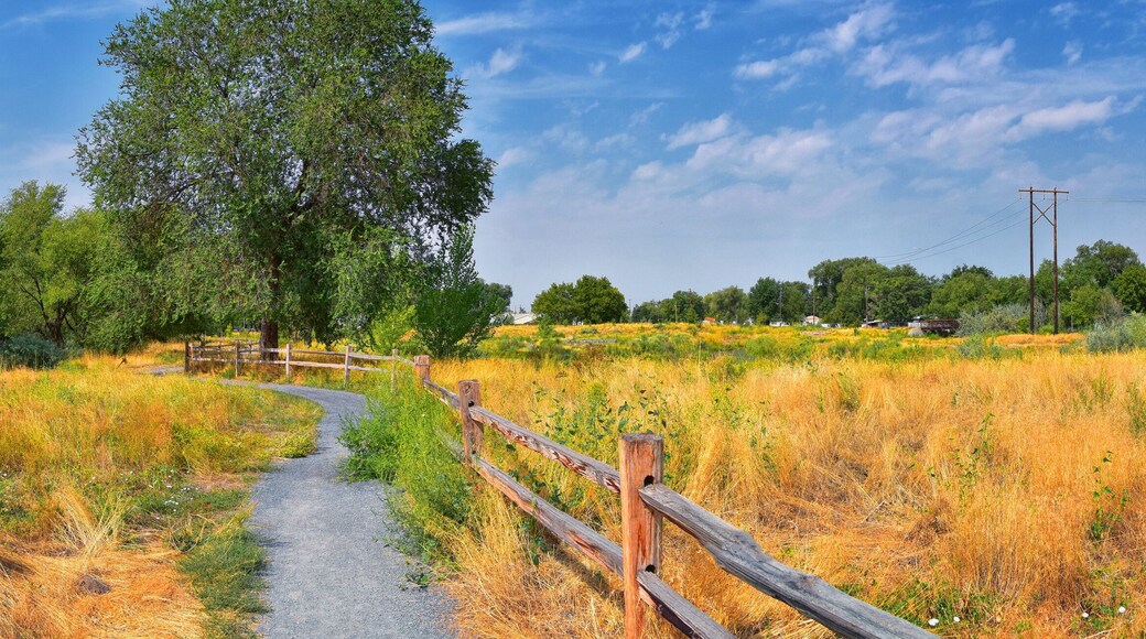Views of Jordan River Trail with surrounding trees, Russian Olive, cottonwood and silt filled muddy water along the Wasatch Front Rocky Mountains, in Salt Lake City, Utah.