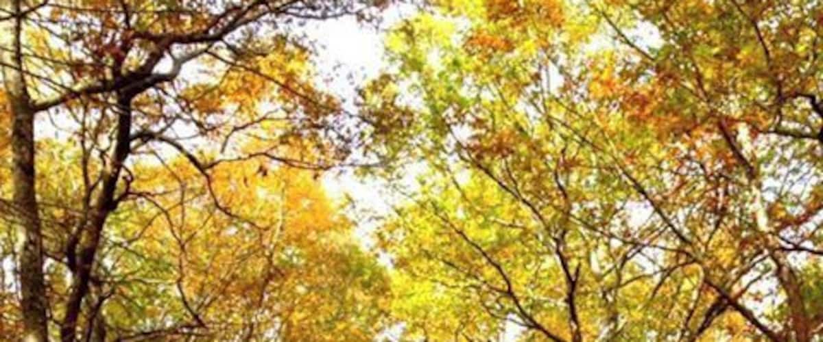 Now if this doesn't relax you then you're beyond help.