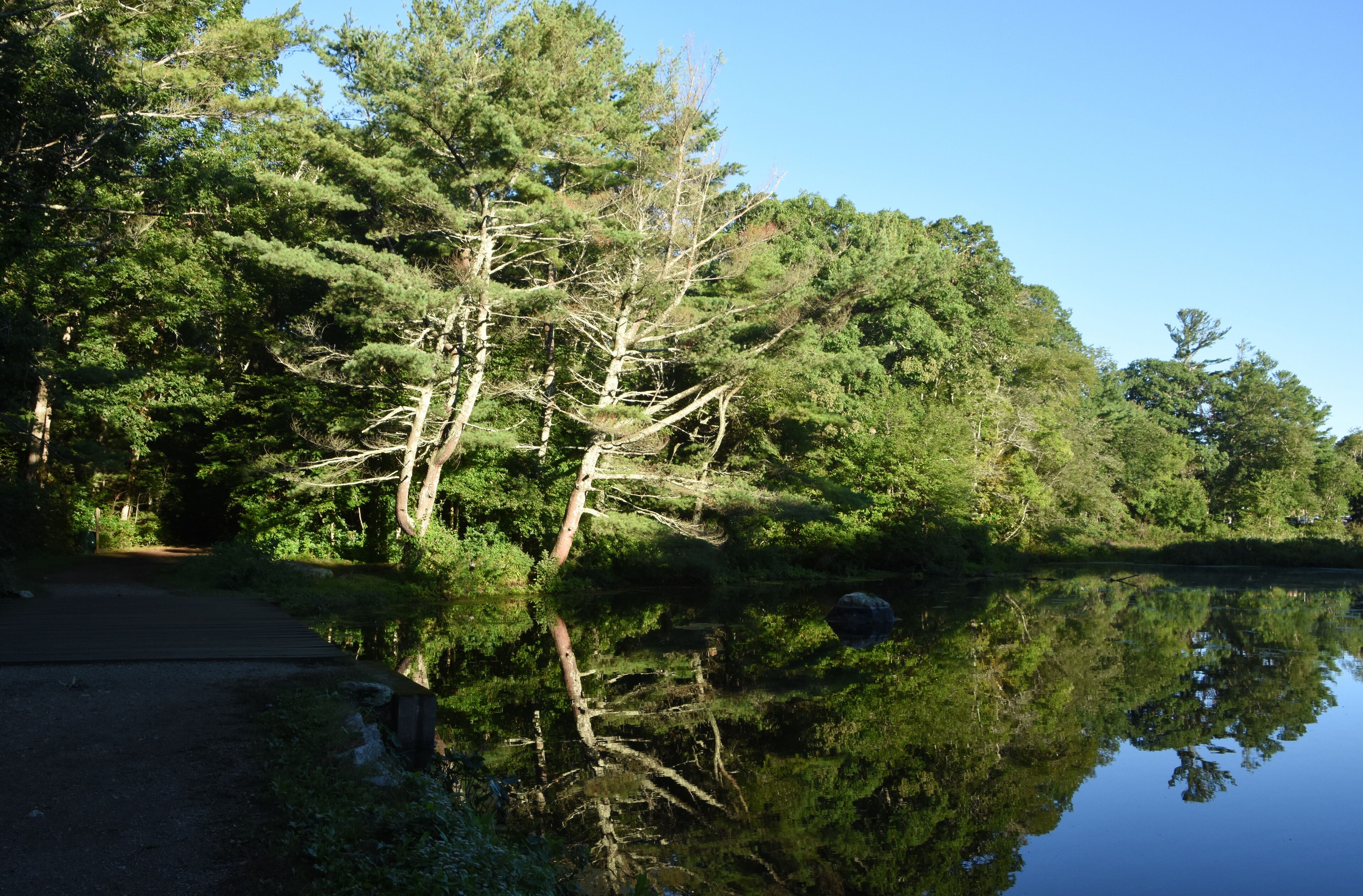Fantastic Tree Reflecting in the Pond Water